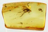 Fossil Fairy Wasp and Long-Legged Fly in Baltic Amber - Rare #346402-1